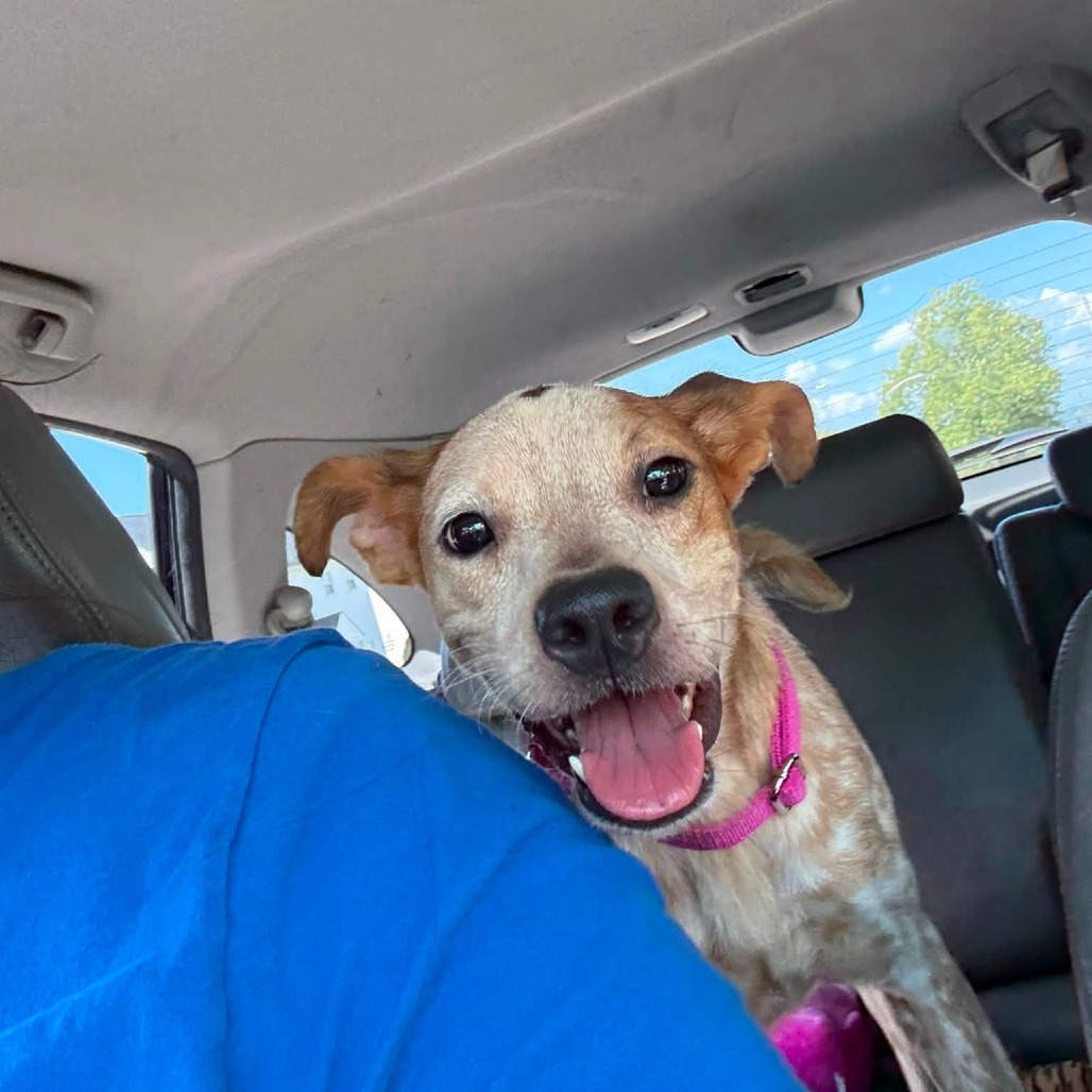 THUMPER - Cattle Dog, Australian (Red Heeler) / Mixed Breed (Medium) available for adoption
