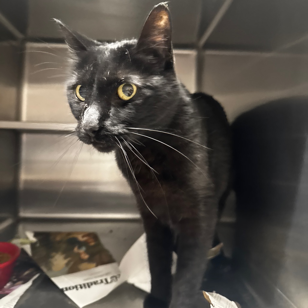 CHOCOLATE - Domestic Shorthair available for adoption