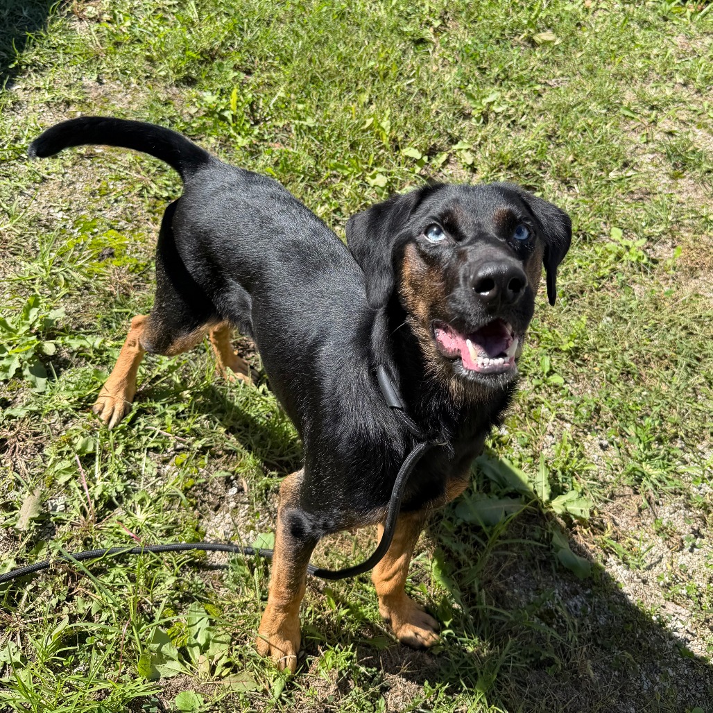 RIVER - Shepherd, Australian / Mixed Breed (Medium) available for adoption