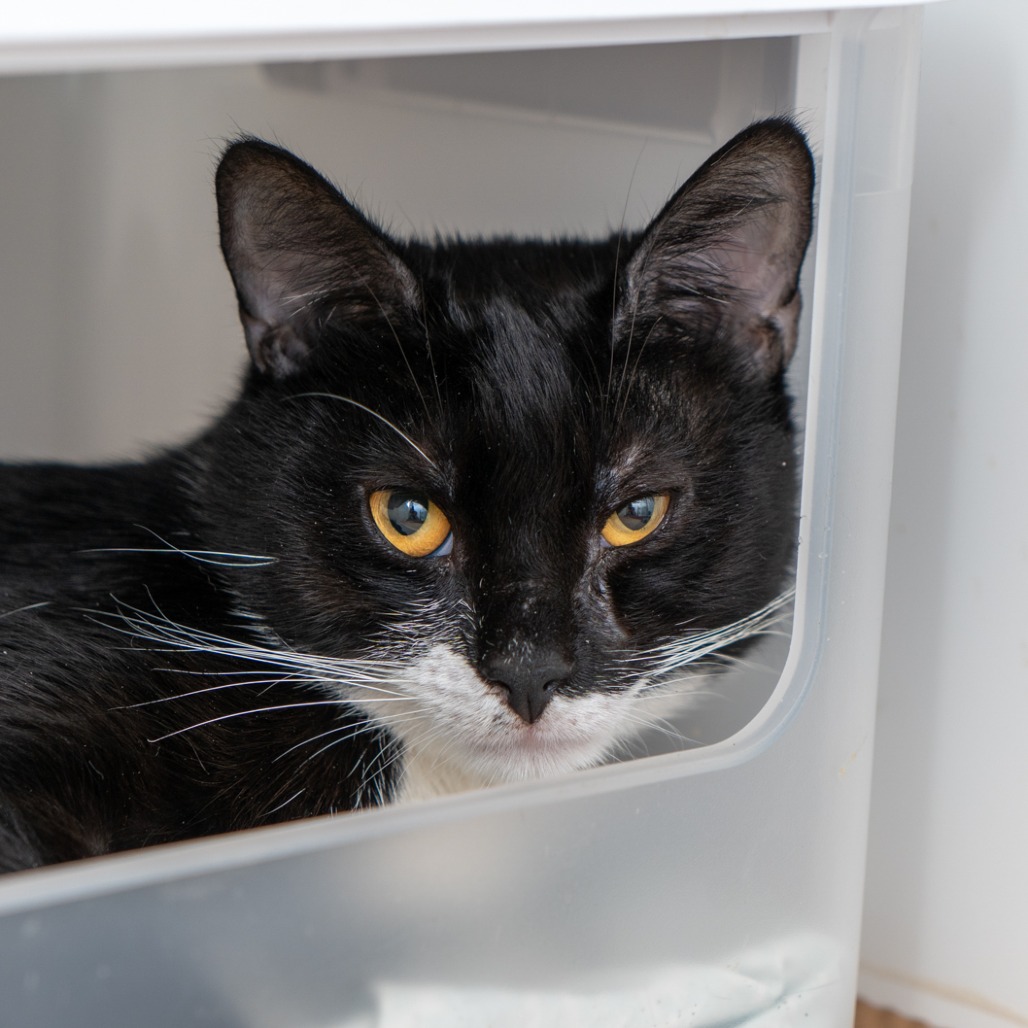 Tuxie