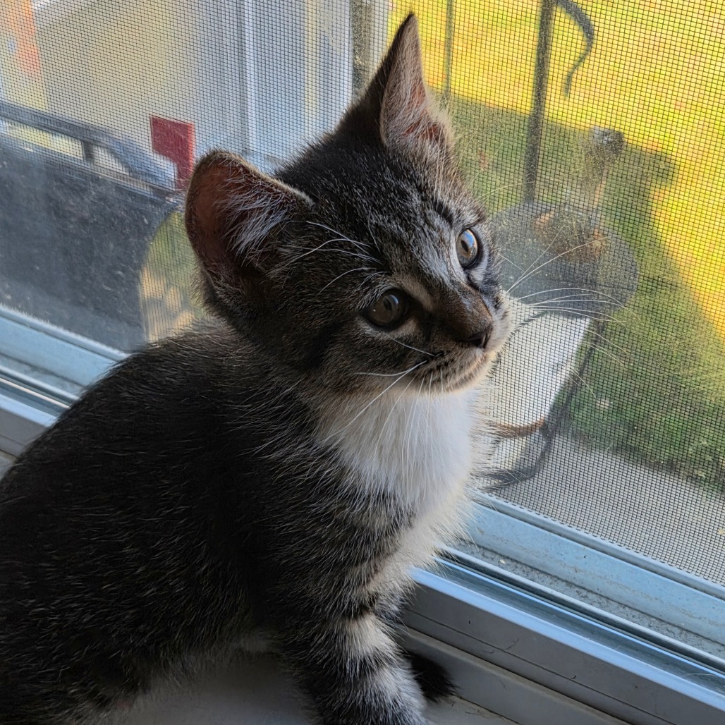 Mushu