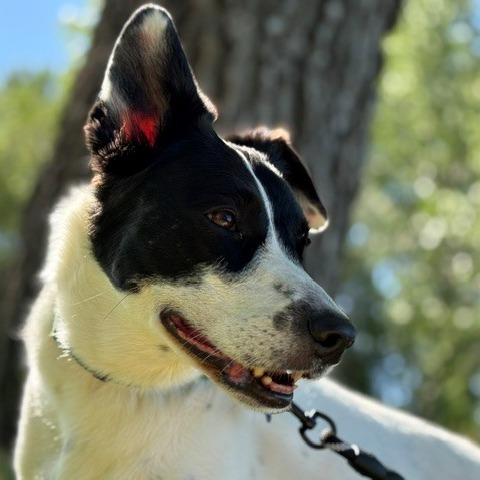 Brie--In Foster, photo 20