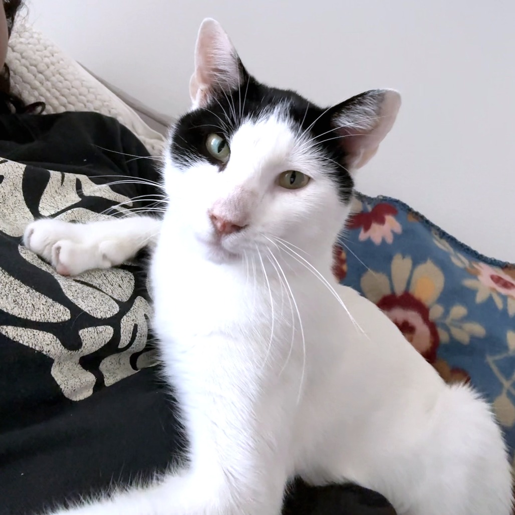 Skronkly — thumbnail 10