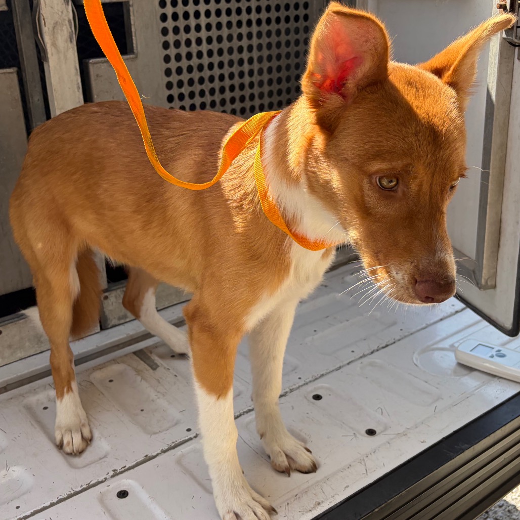 BAILEY - Shepherd / Mixed Breed (Medium) available for adoption