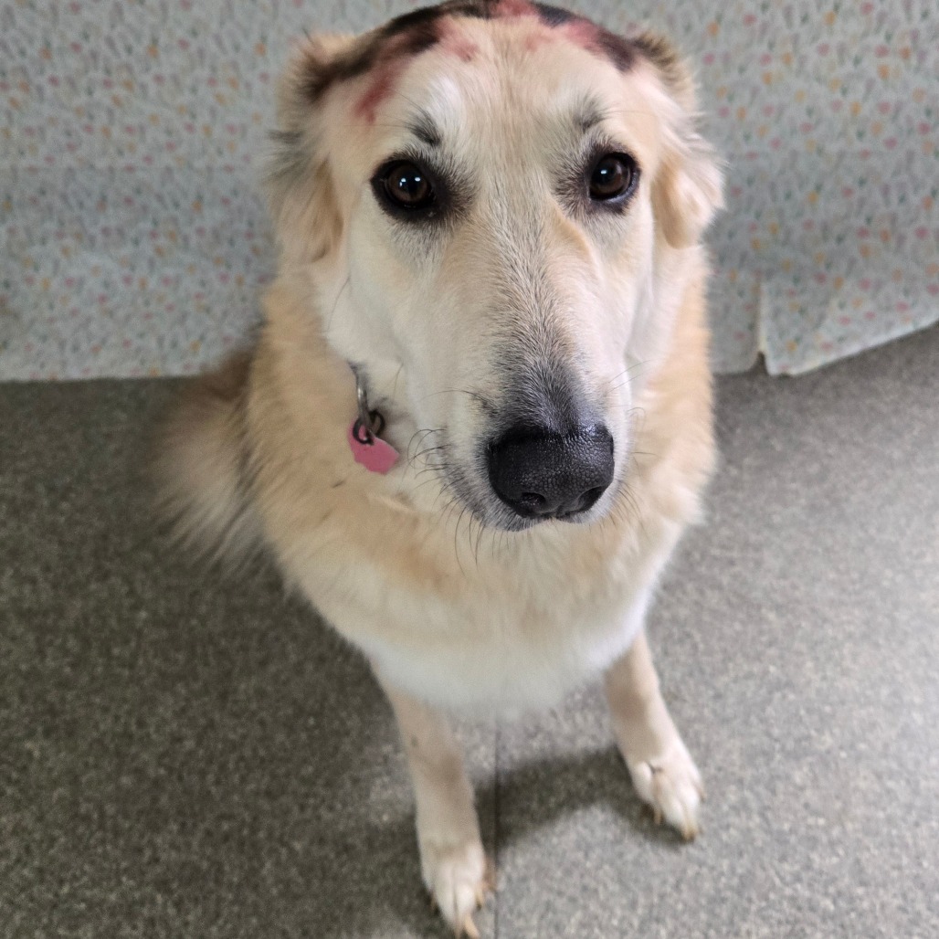 Diana — thumbnail 5