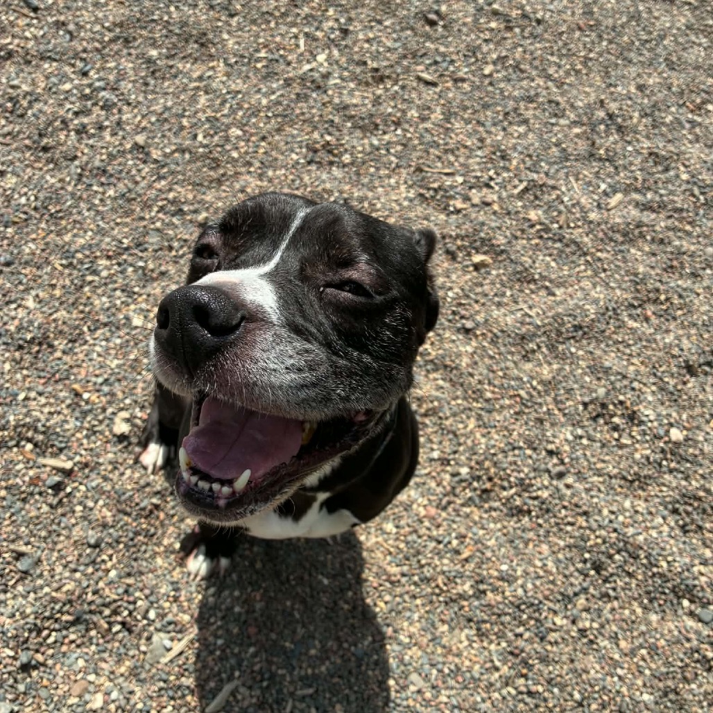 Axel, adoptable senior Terrier, Pit Bull / Mixed Breed (Medium)