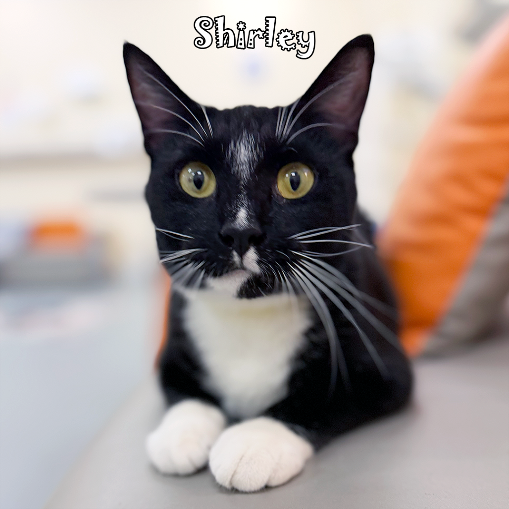 Shirley, an adoptable cat