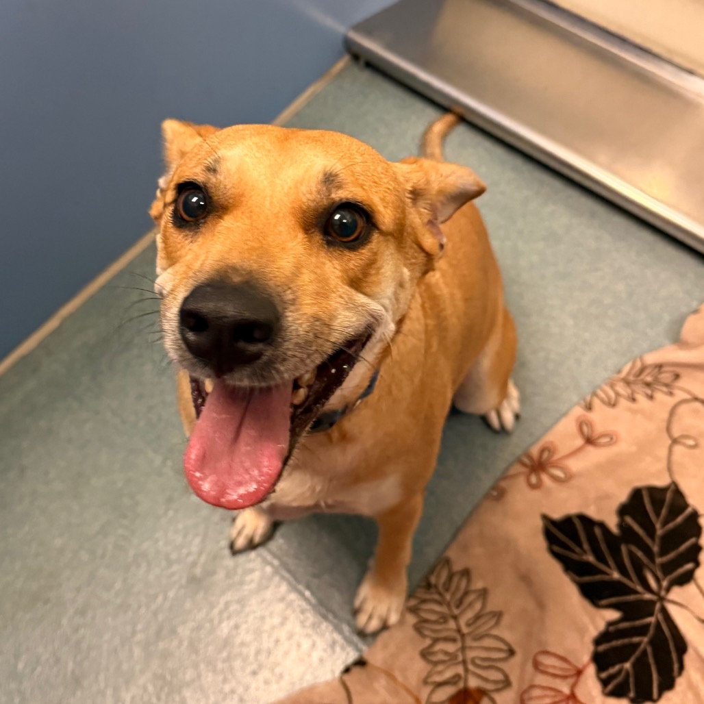 PENNY (PENNYROYAL) - Shepherd available for adoption