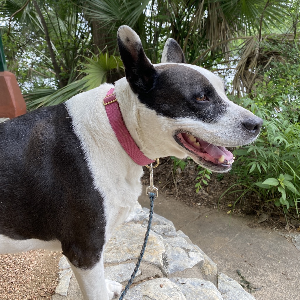 Bluebelle, additional photo