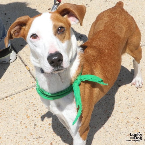 RANDY - Pointer / Shepherd available for adoption
