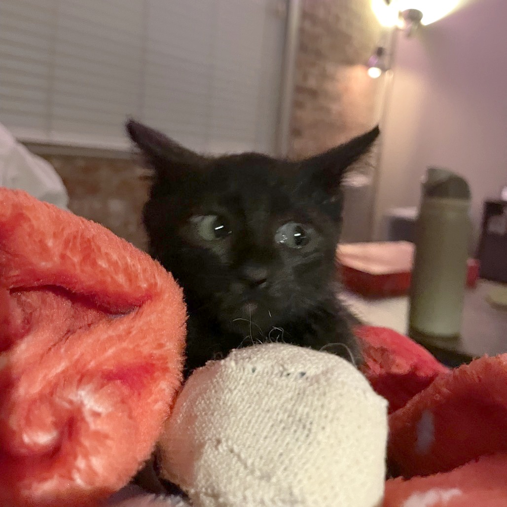 Hornet — thumbnail 9