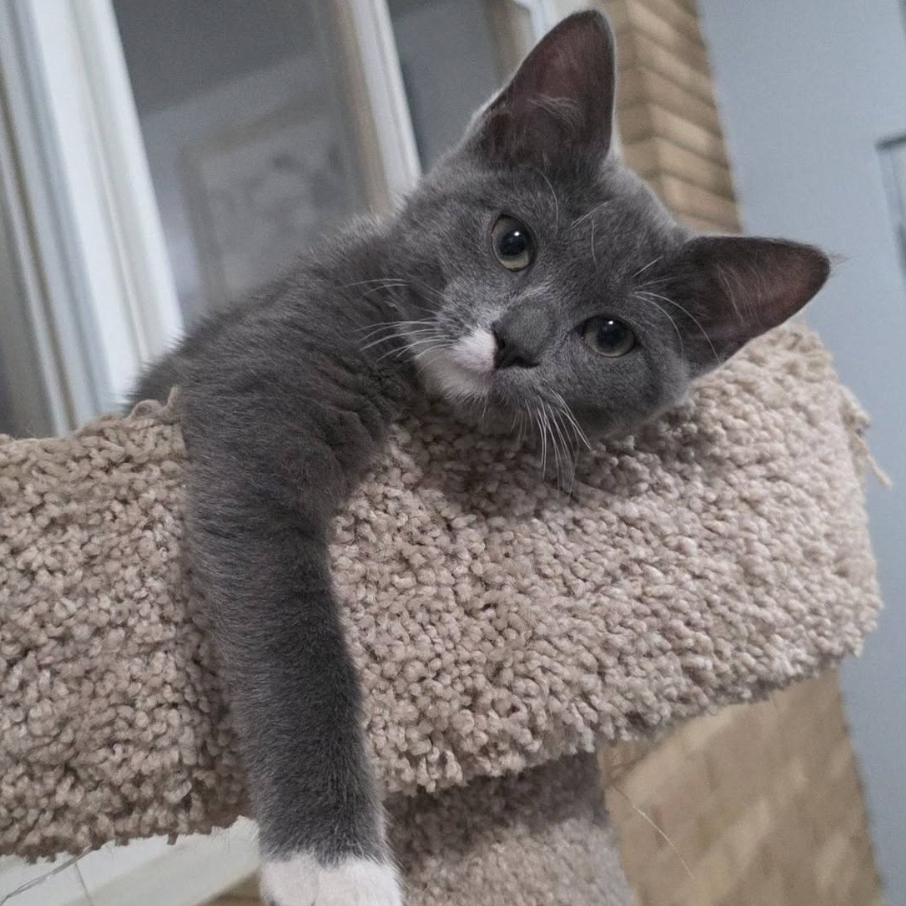 Lemur, adopted