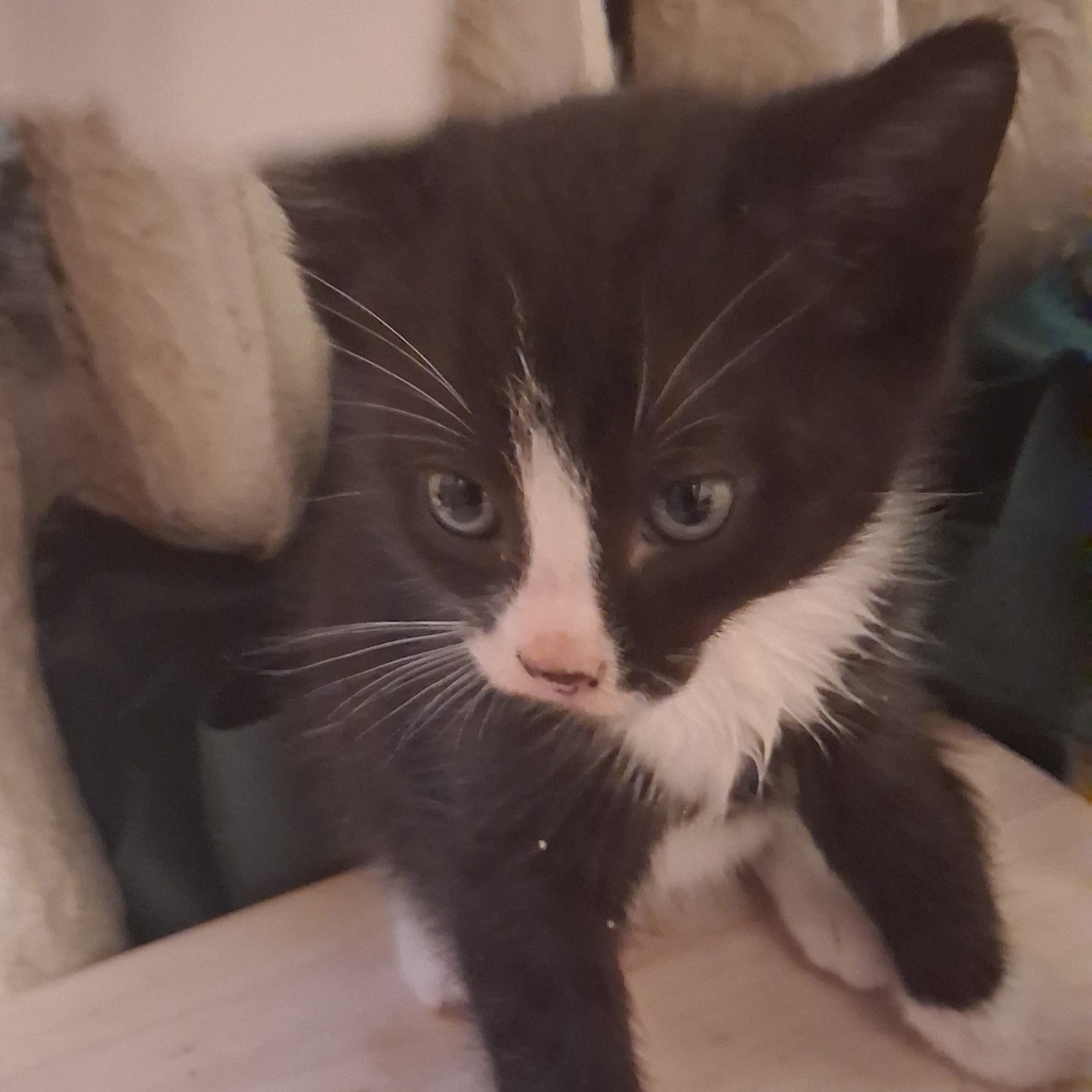 Tuxedo C12252