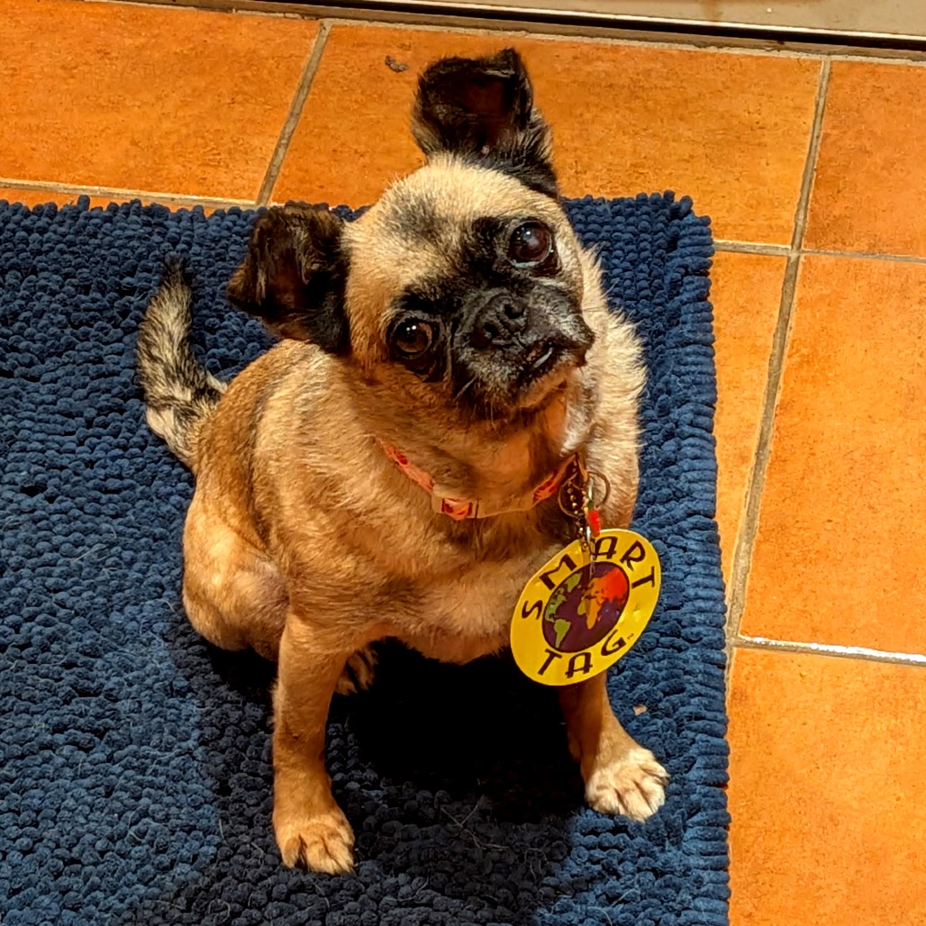 LADYBUG - Pug / Mixed Breed (Small) available for adoption