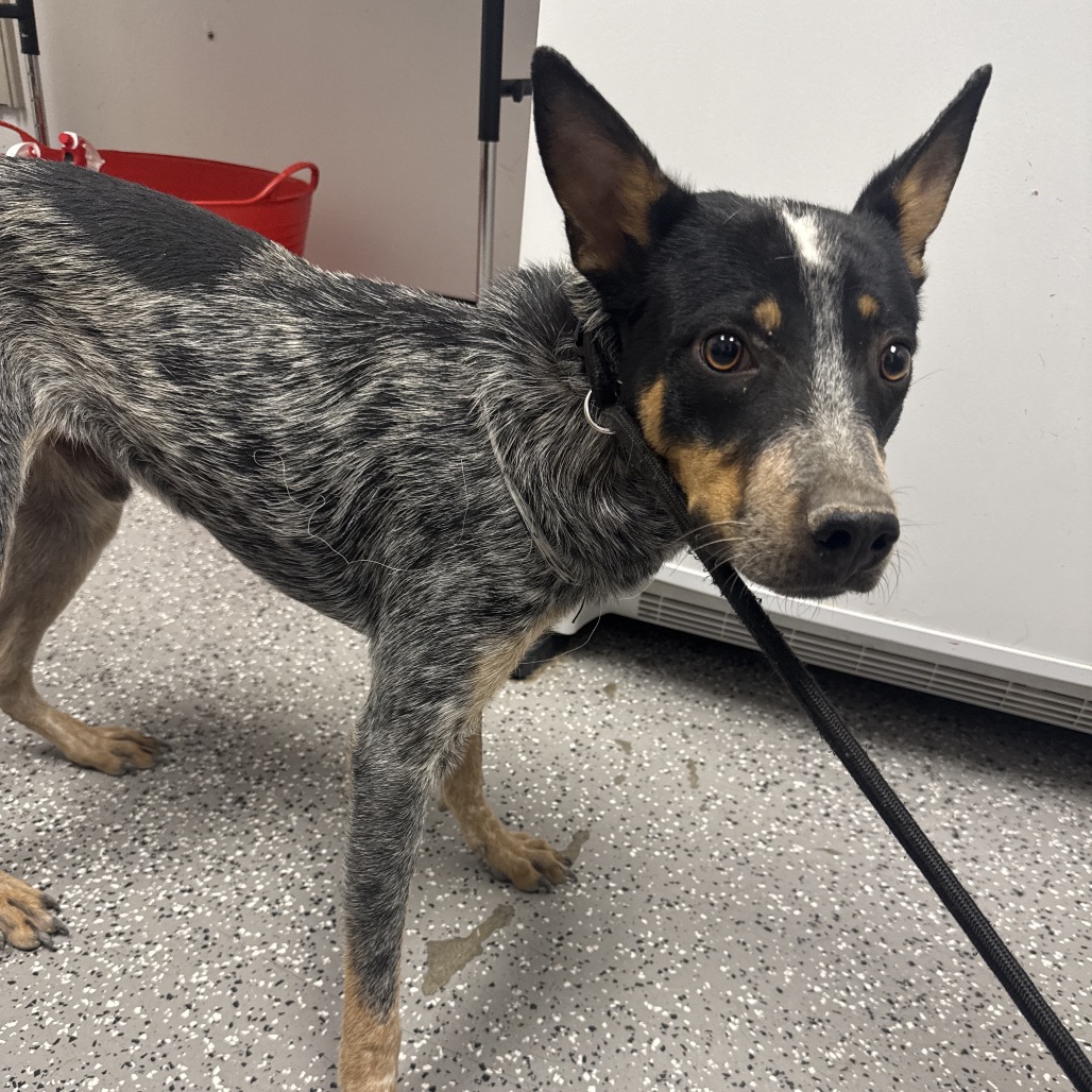 BODHI - Cattle Dog / Australian (Blue Heeler) available for adoption