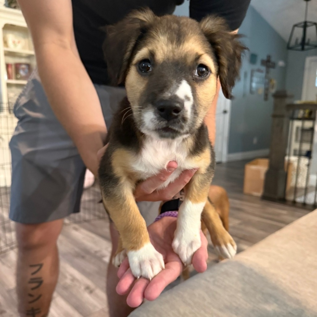 DOT - Shepherd / Australian available for adoption