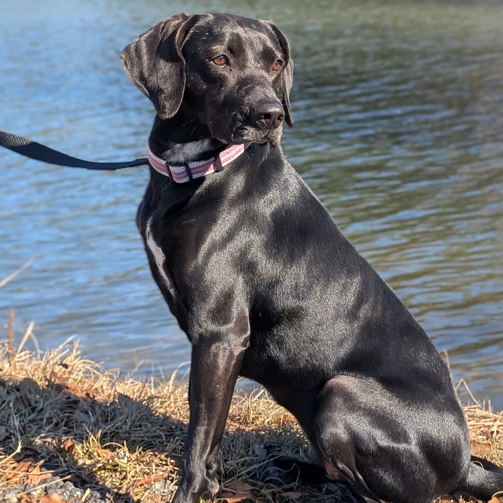 Phoebe 09-1747, photo 11