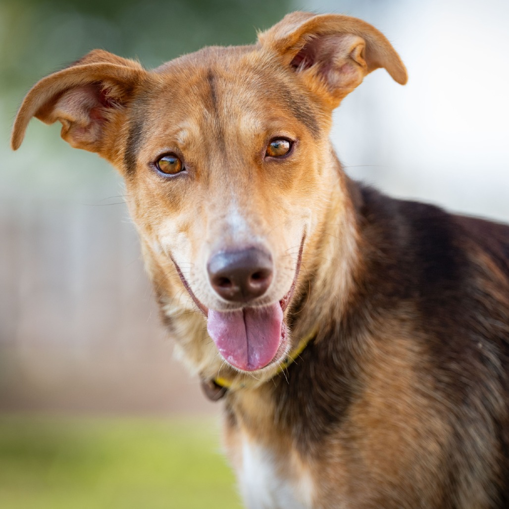 MARGARITA - Shepherd / Mixed Breed (Medium) available for adoption