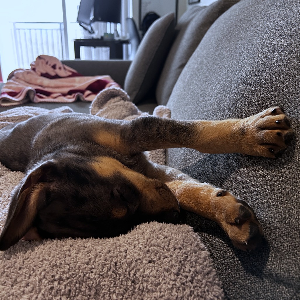 Didi — thumbnail 4