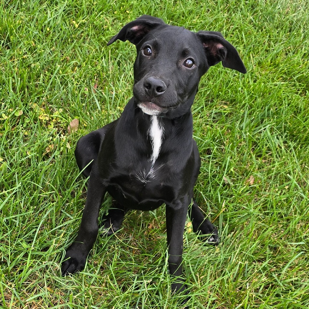 Slytherin, a black and white puppy