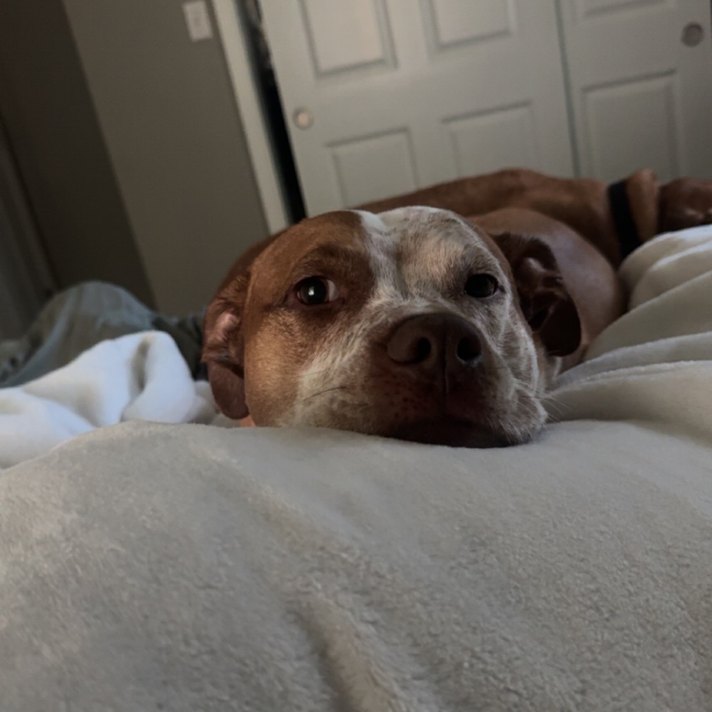 Bentley - Home to Home, photo 12