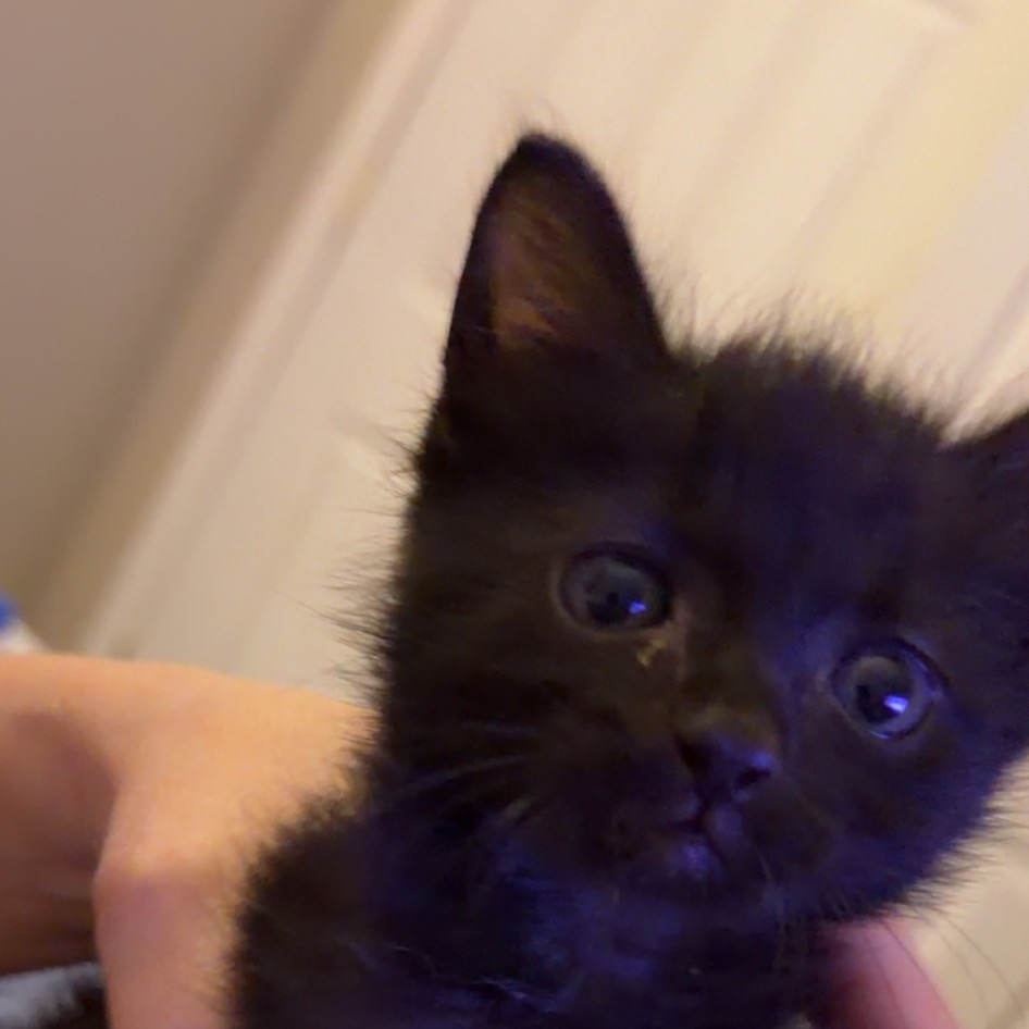SHADOW - Domestic Shorthair available for adoption