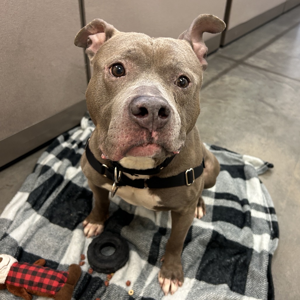 Photo of Blueberry Jam 15