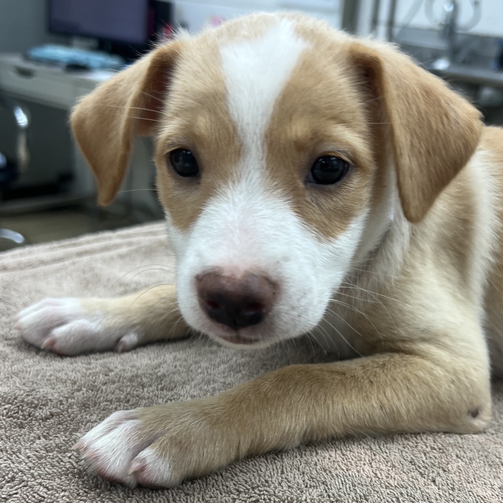 ARIES - Beagle / Mixed Breed (Small) available for adoption