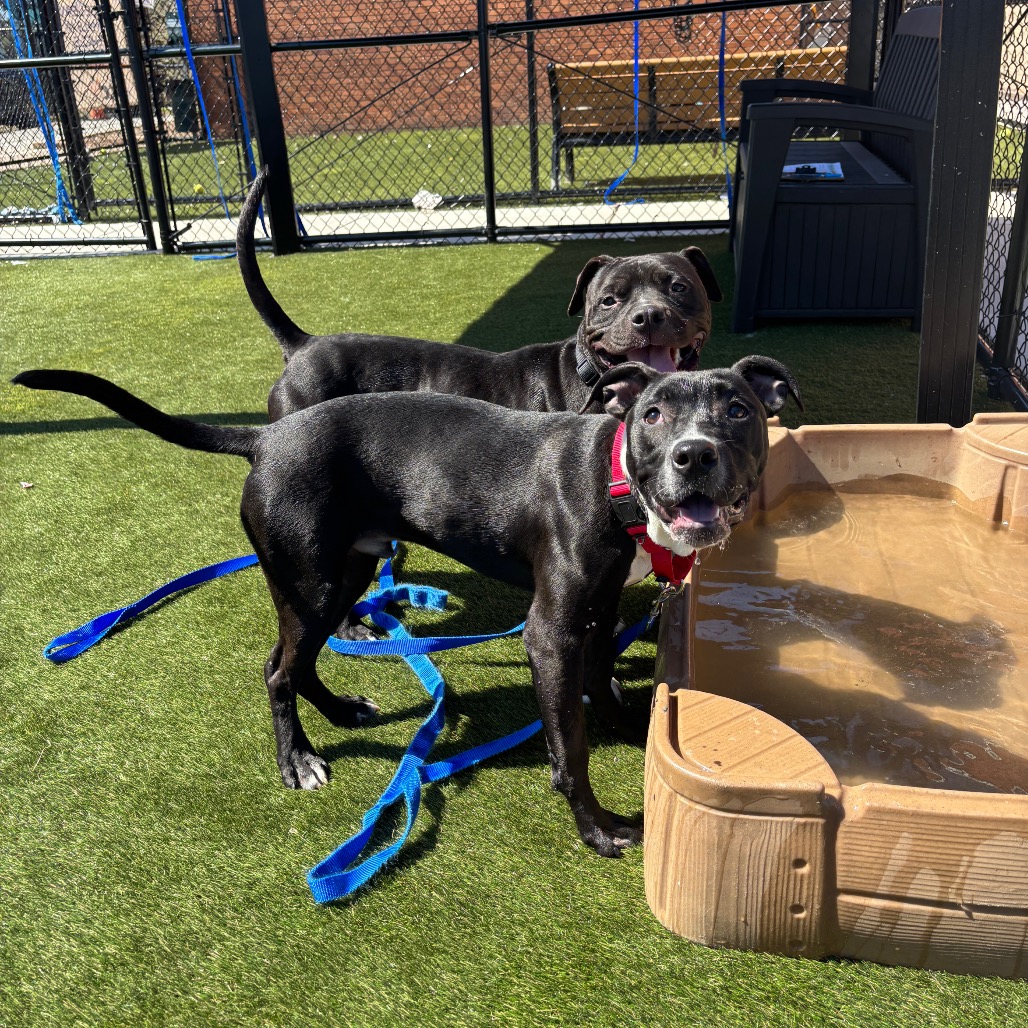 Finnigan is available for adoption at ACCT Philly