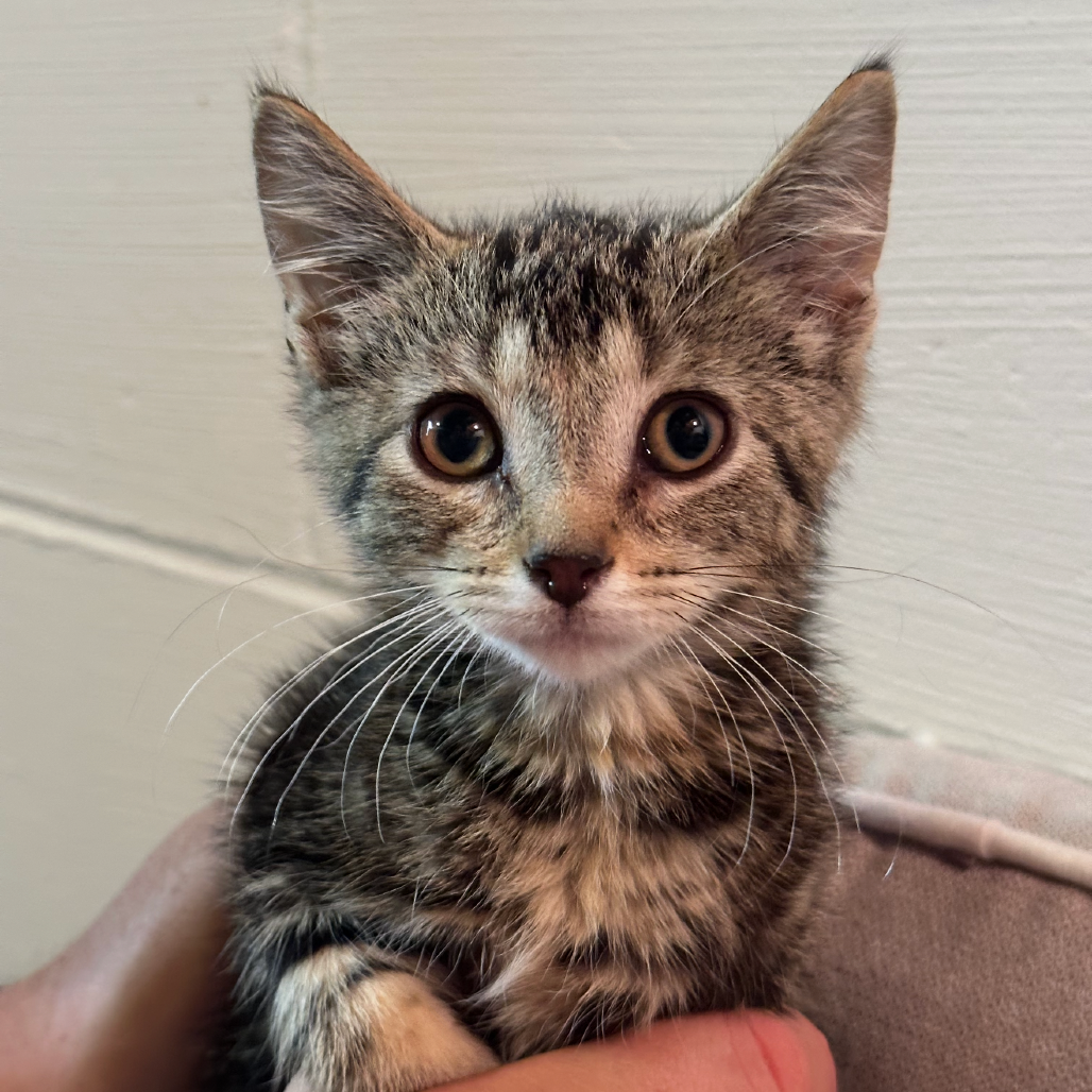 Gert, available for adoption
