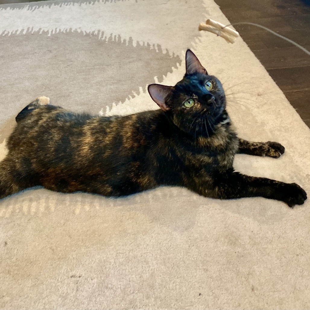 EMMY - Domestic Shorthair available for adoption