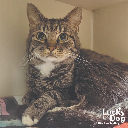 BUCK - Domestic Shorthair available for adoption