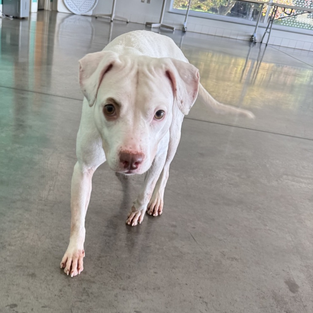 Photo of Pearl 5