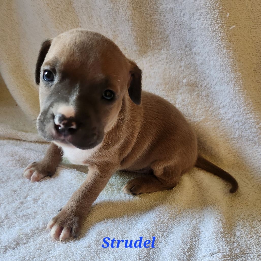 Strudel
