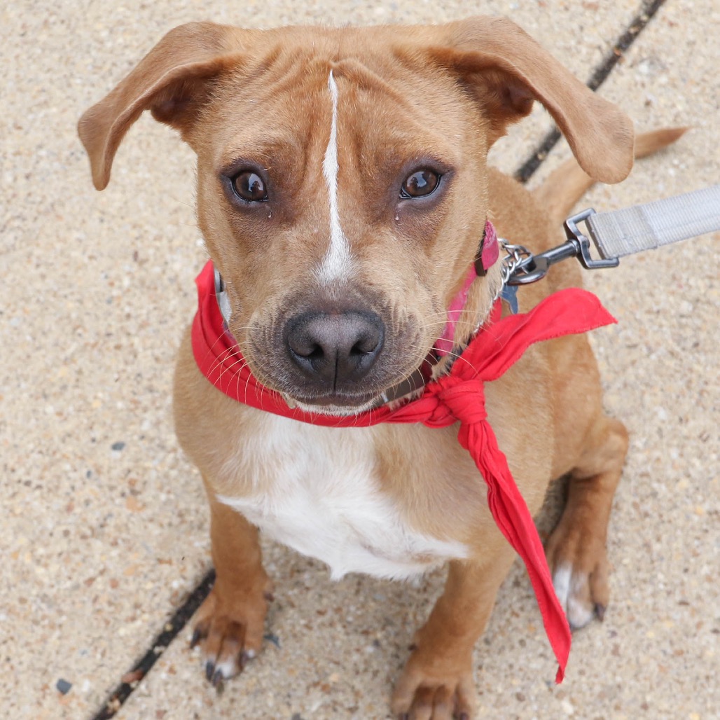 SPARTACUS - Shepherd / Beagle available for adoption