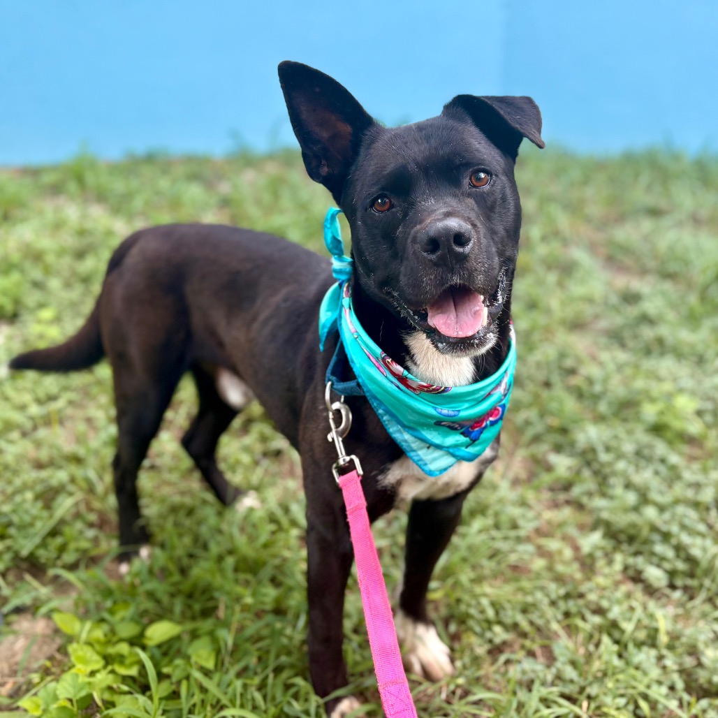 Alok — thumbnail 11