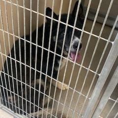 Kennel#26's preview photo