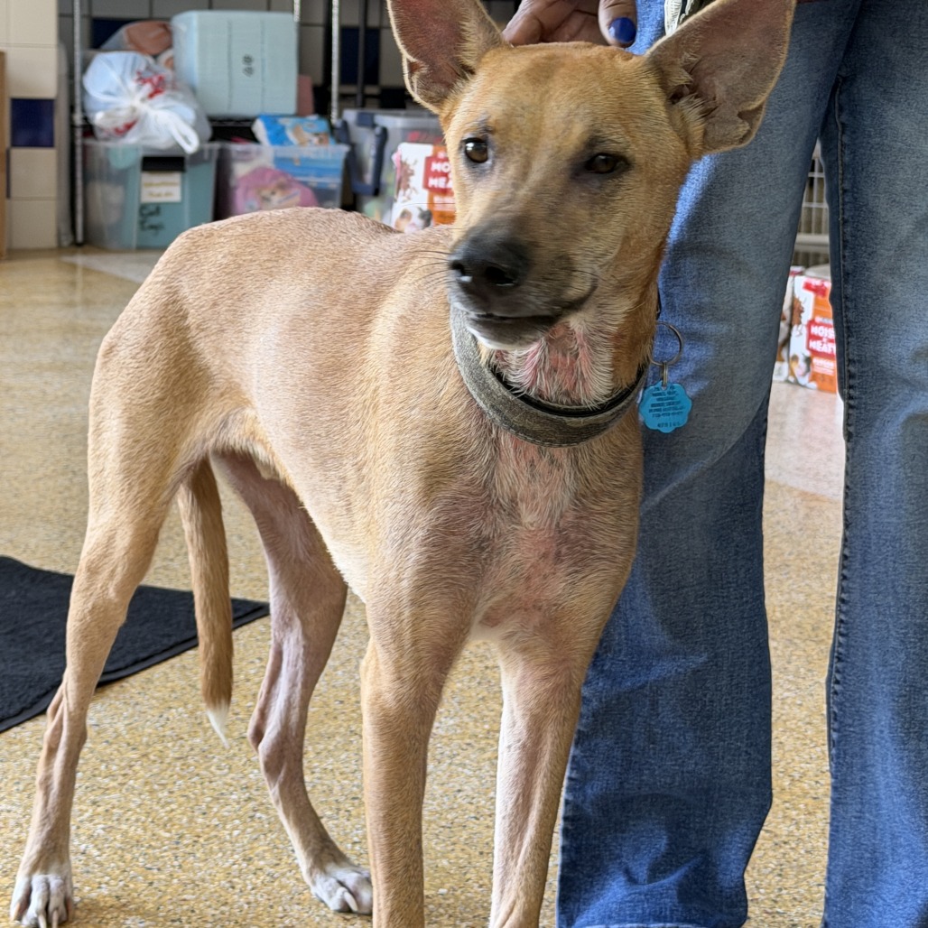 DUSTY - Shepherd / Mix available for adoption