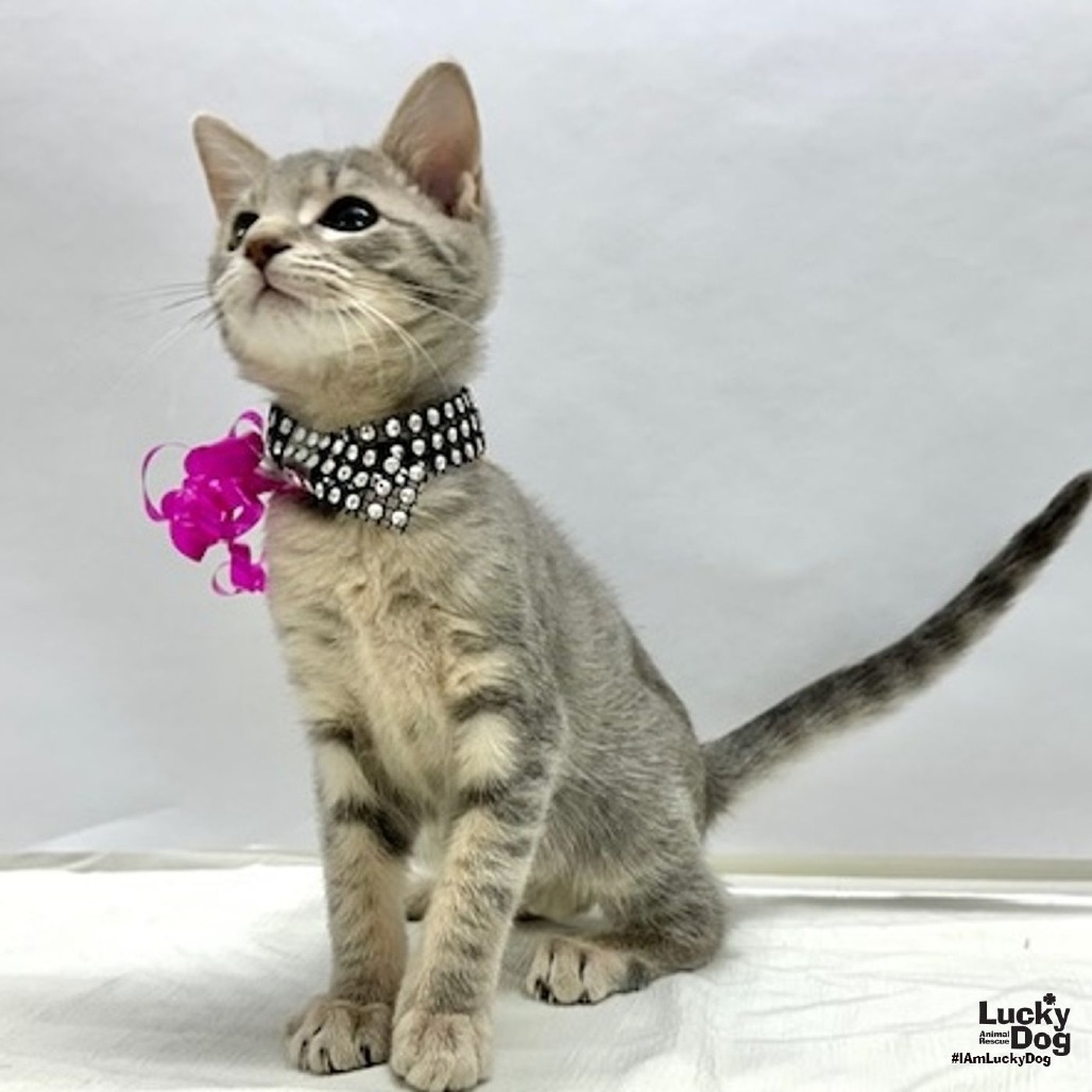 JOLENEY - Domestic Shorthair available for adoption