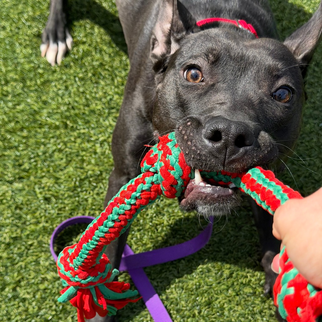 Photo of Witch Hazel 7