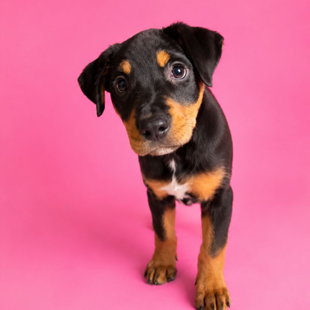 CHANI - Spaniel / Mix available for adoption