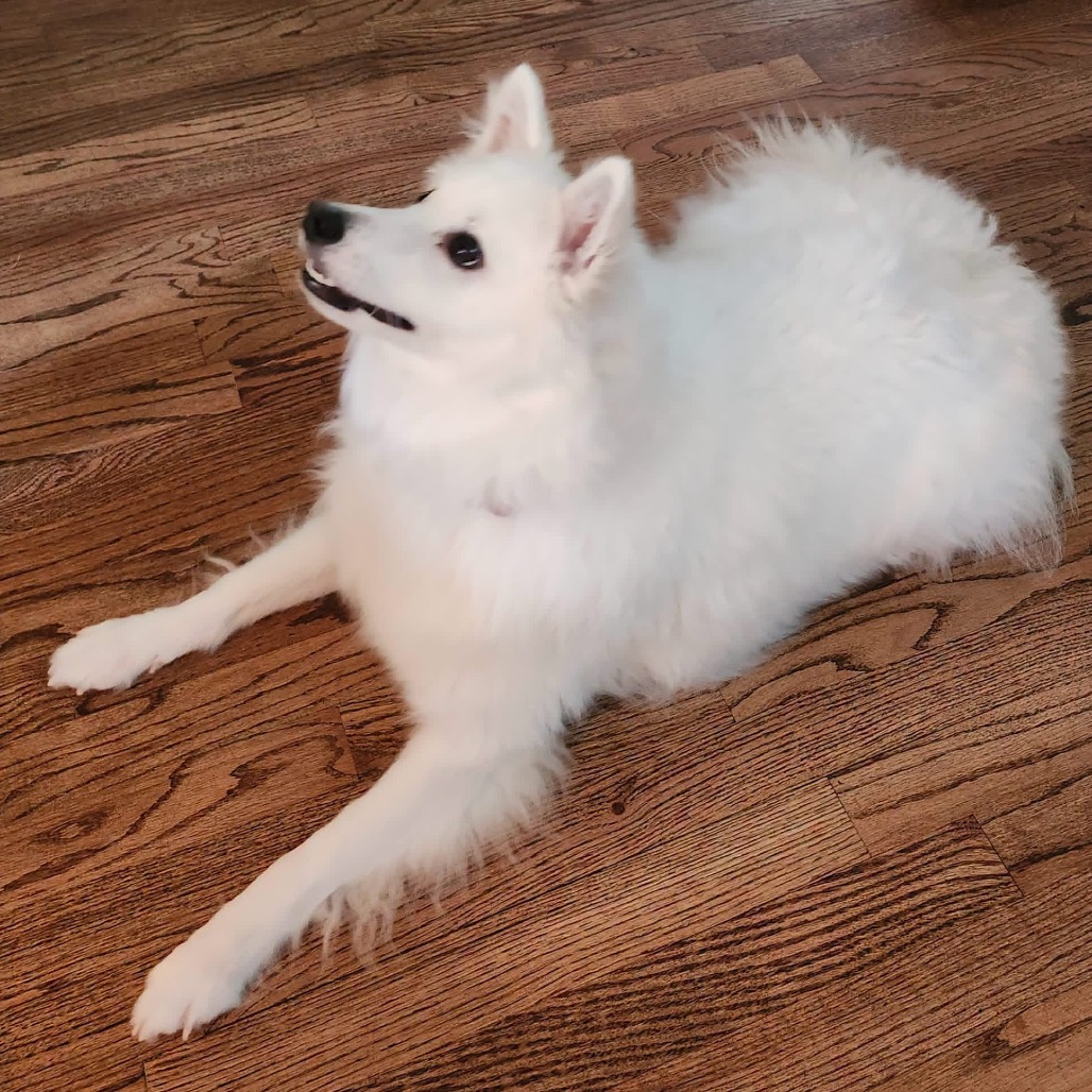 Kumo, photo 7 of 9