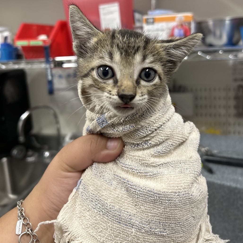 ASTEROID - Domestic Shorthair / Domestic Shorthair available for adoption