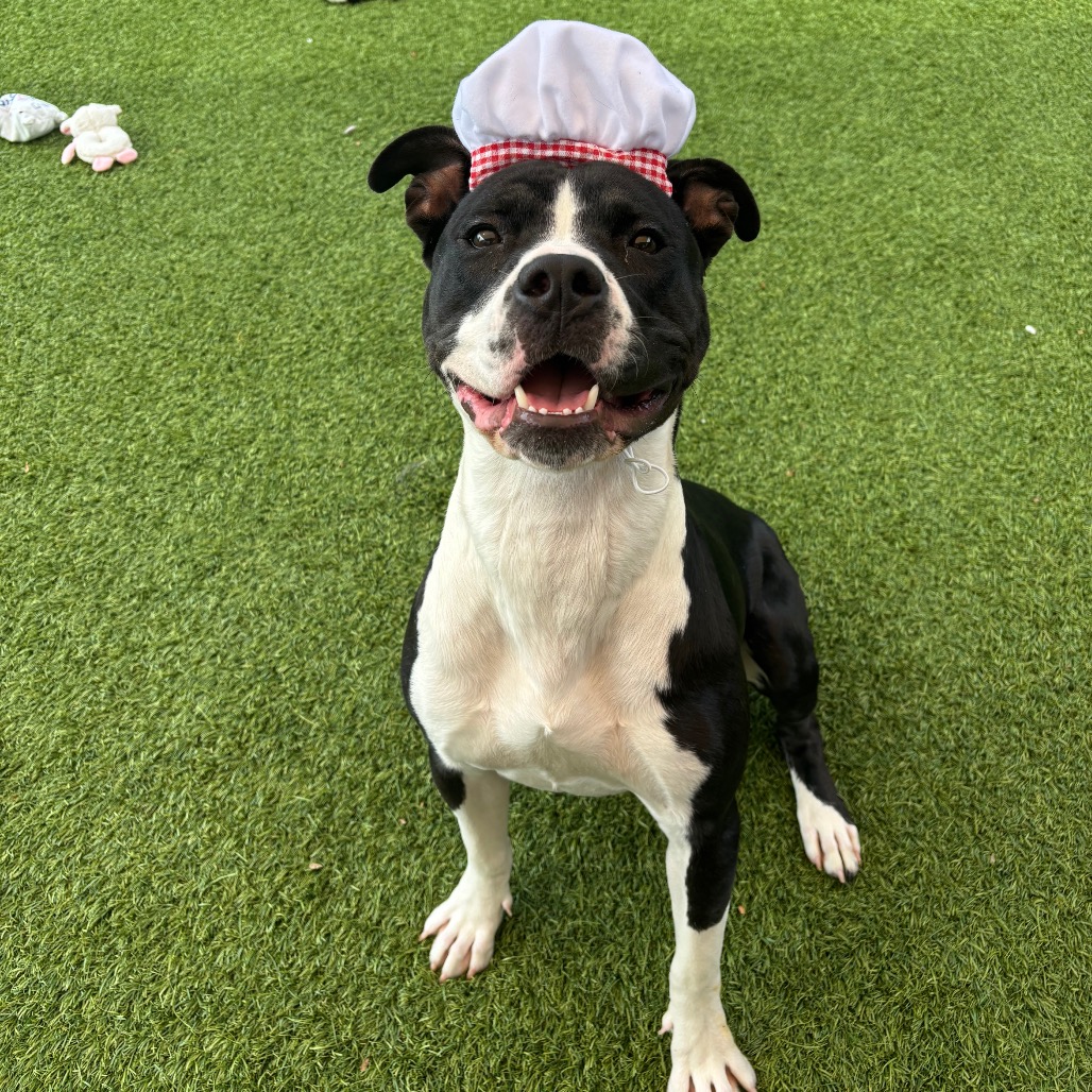 BISCUIT - Mixed Breed (Large) available for adoption