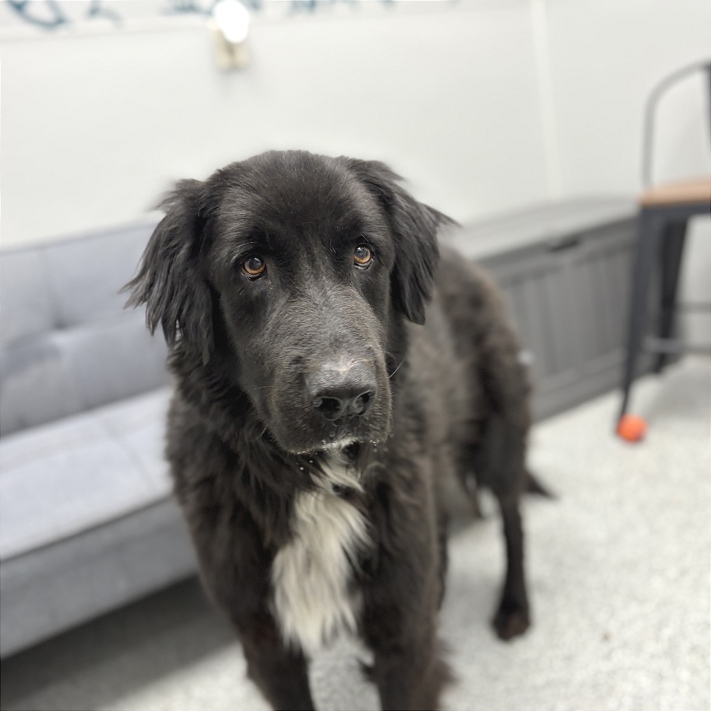 Scout, photo 9