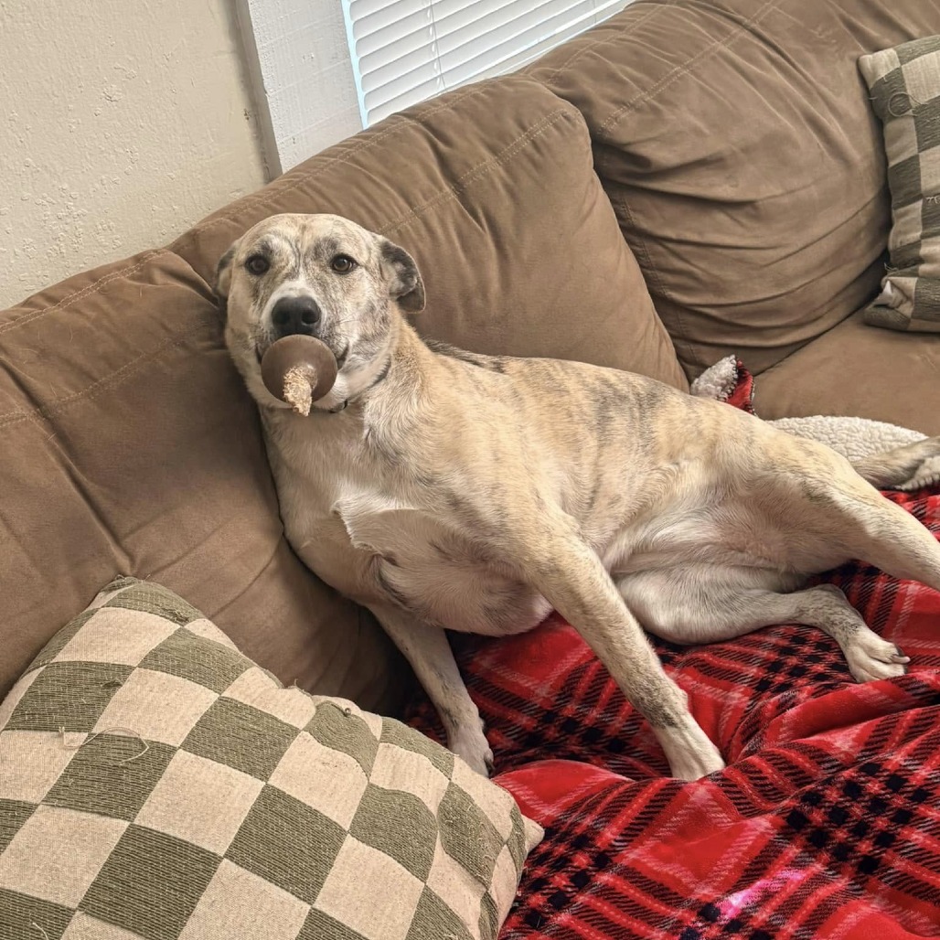 Fluffer Nutter is available for adoption at Renegade Paws Rescue