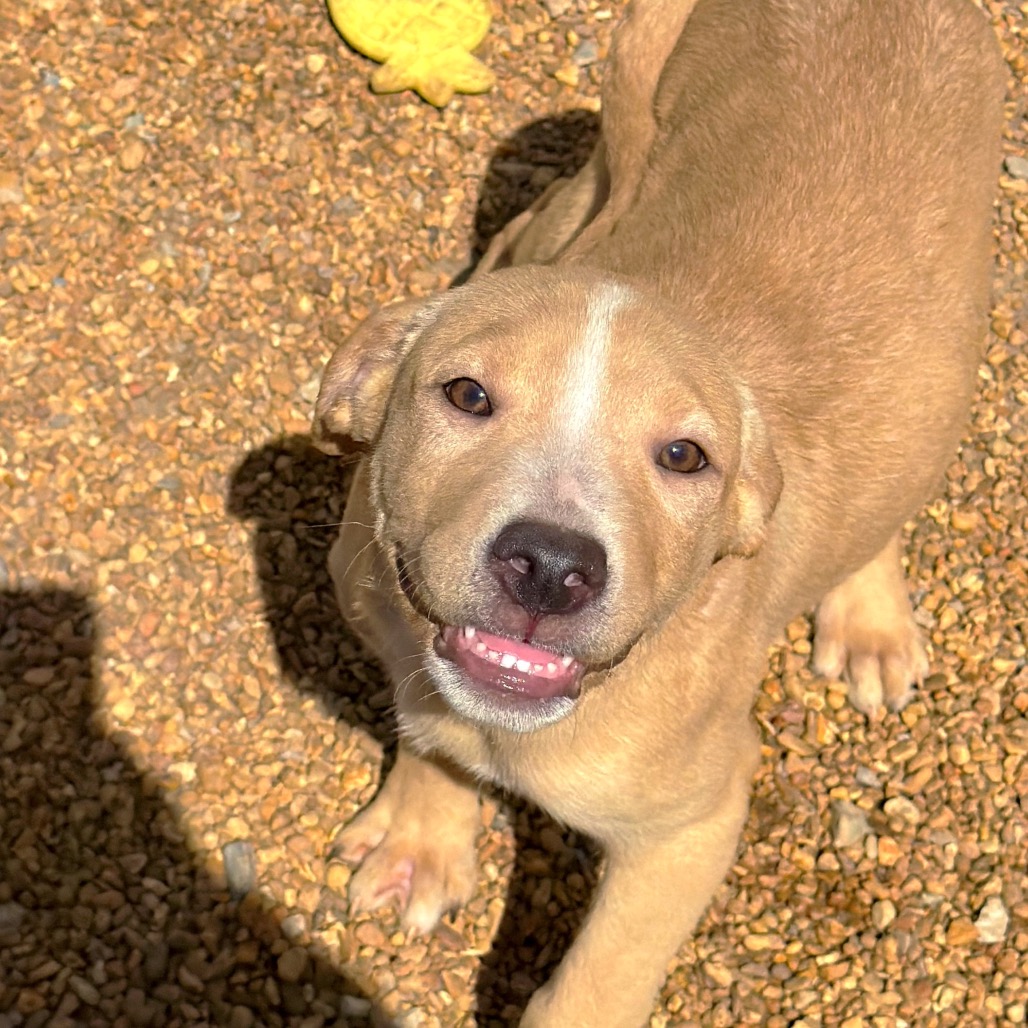 Fennec — thumbnail 2