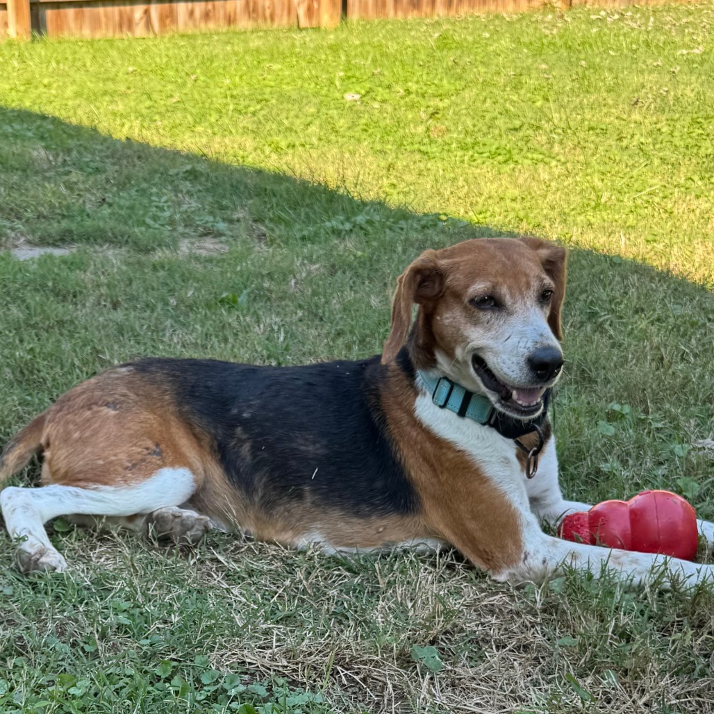 BO PEEP (IN FOSTER) - Beagle / Mix available for adoption