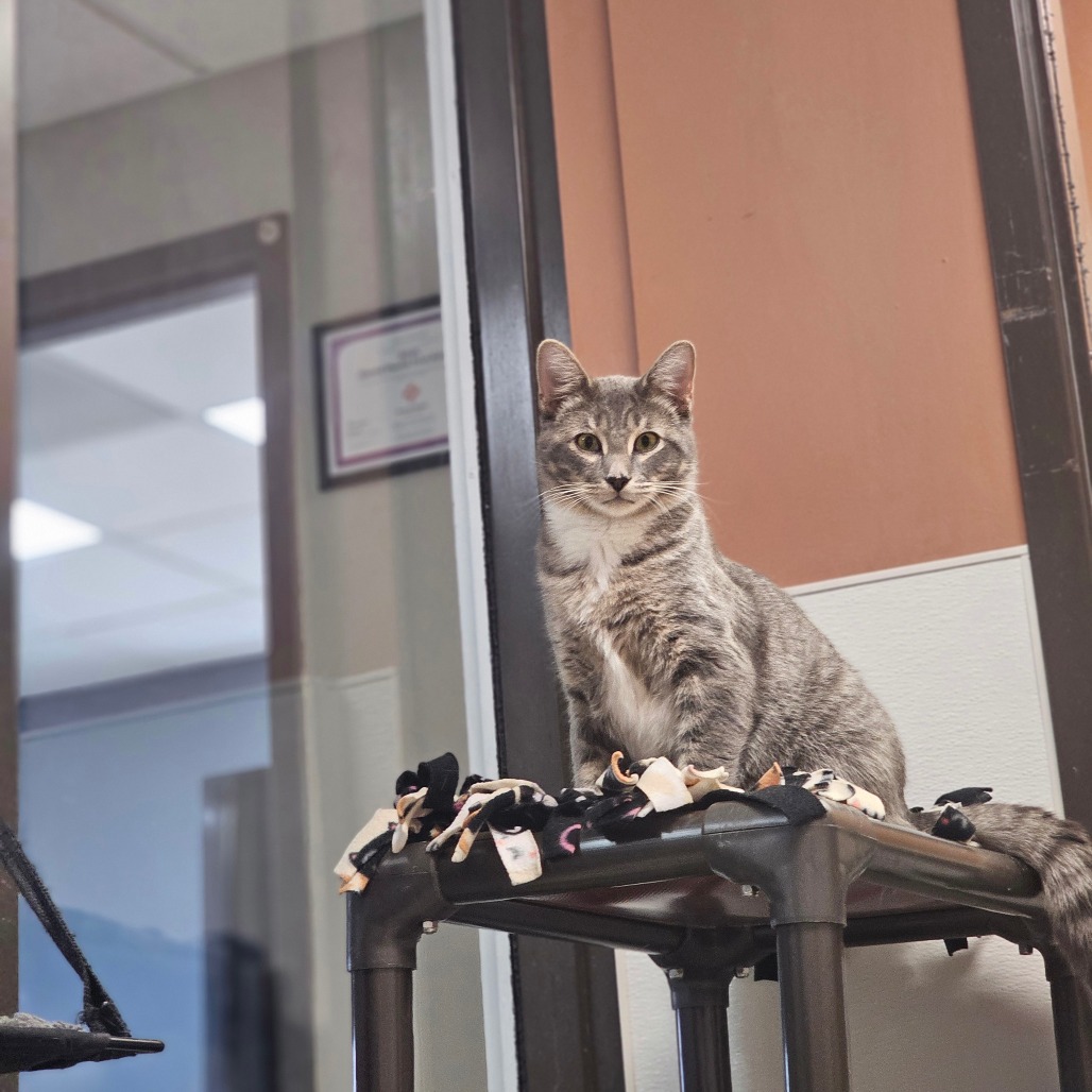 Ohfer — thumbnail 4