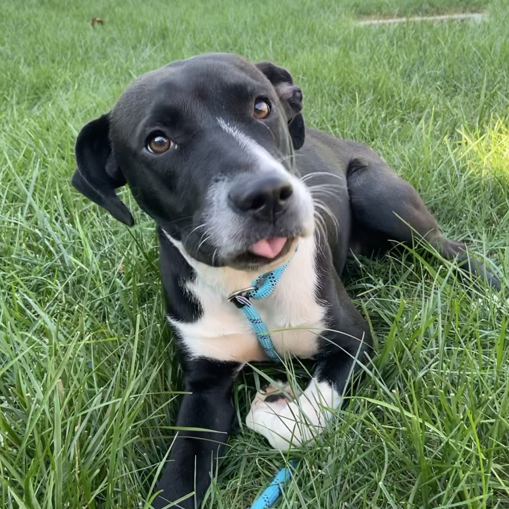 STAR - Mixed Breed (Medium) available for adoption